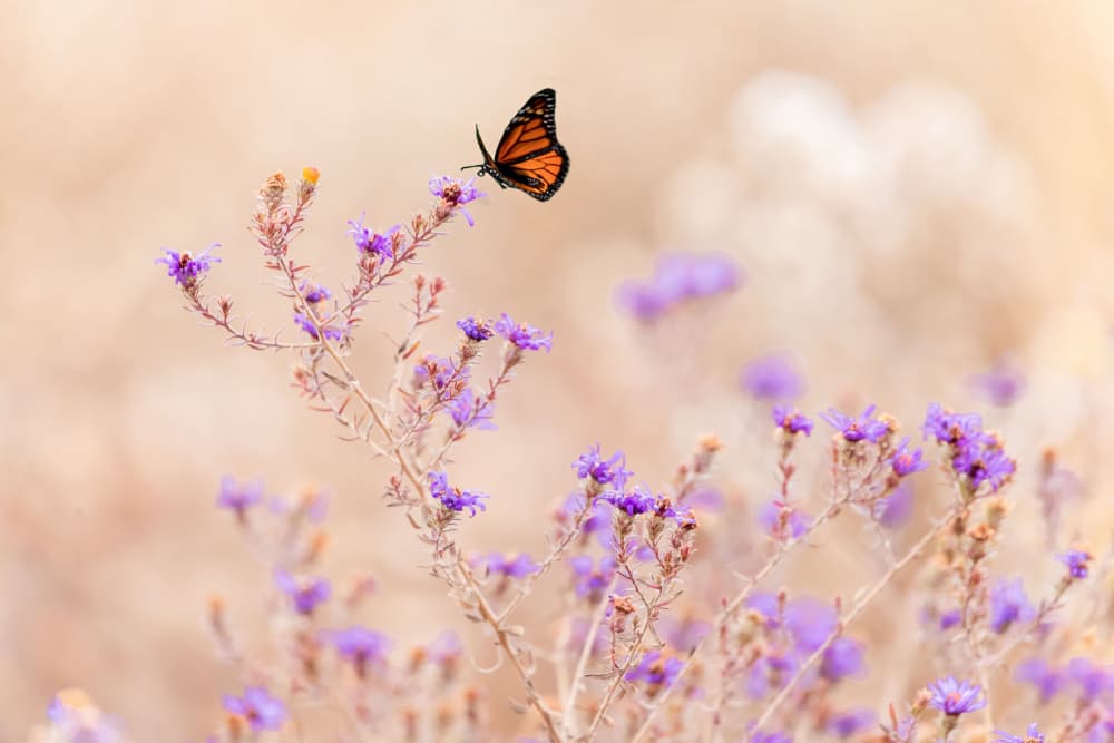 Vibrant Monarch Blossom by ZY Zhang — canvas wall art
