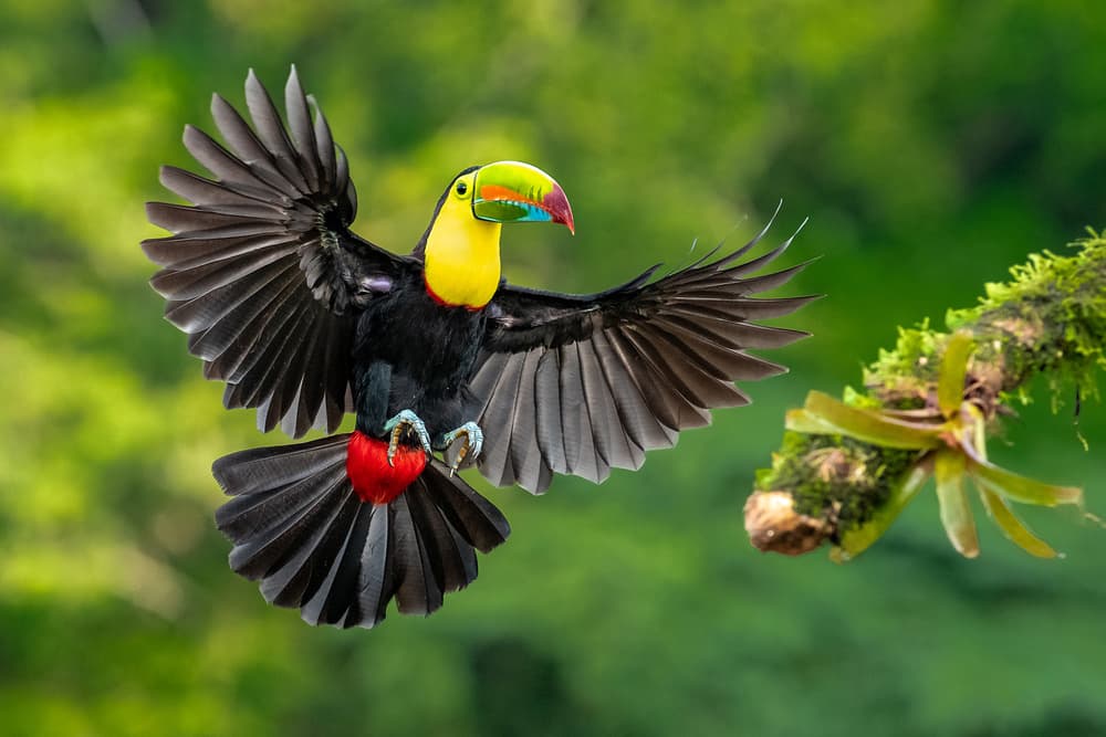 Tropical Toucan In Flight by Hung Tsui — canvas wall art