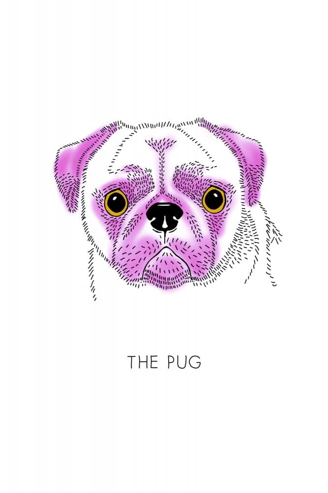 Whimsical Pink Pug Portrait by Alexandra Weise — canvas wall art