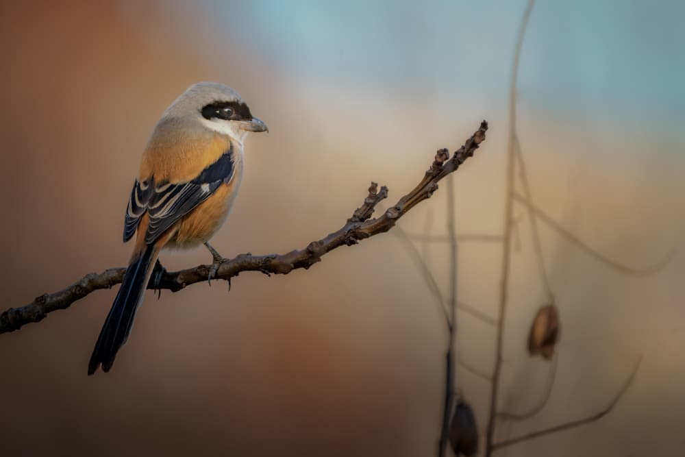 Peaceful Shrike Perched by Jacob (Jian) Xu — canvas wall art