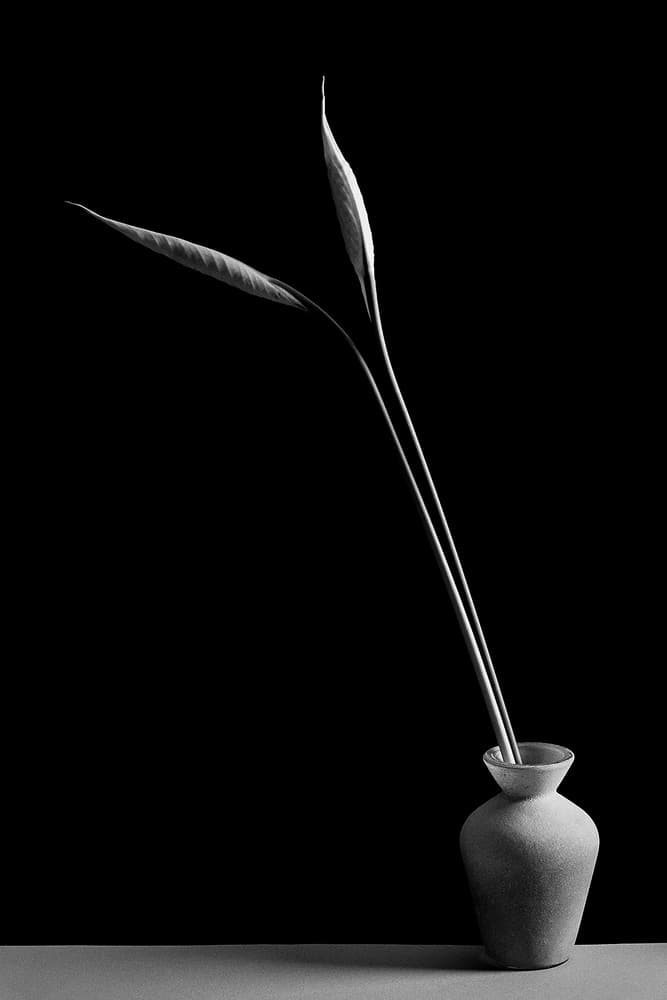 Elegant Botanical Still Life by Kristina Oveckova — canvas wall art