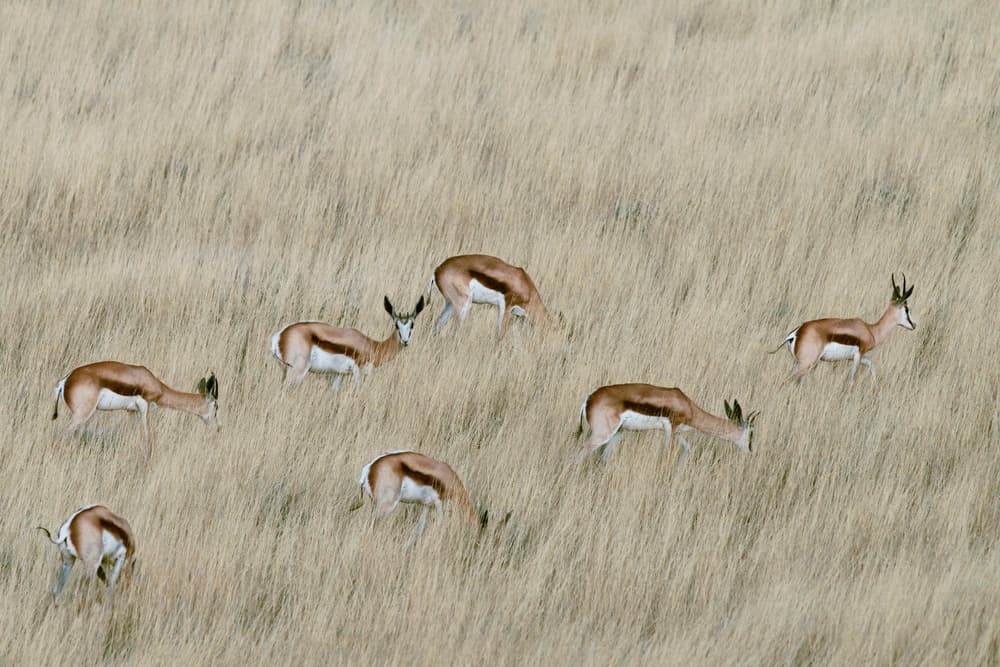 Springboks In Golden Grass by Mathilde Guillemot — canvas wall art