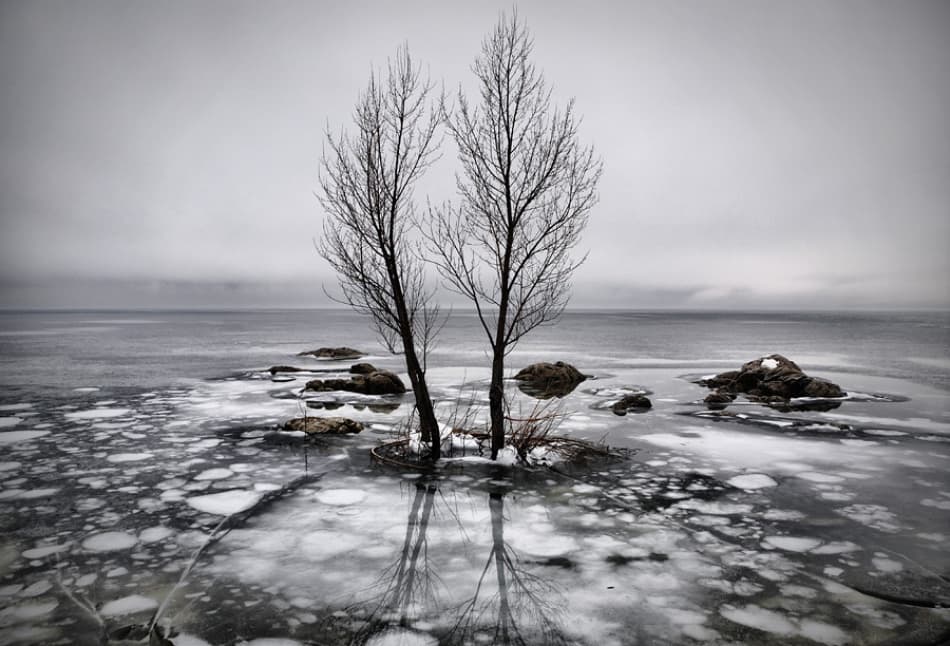 Frozen Lake Trees by Vedran Vidak — canvas wall art