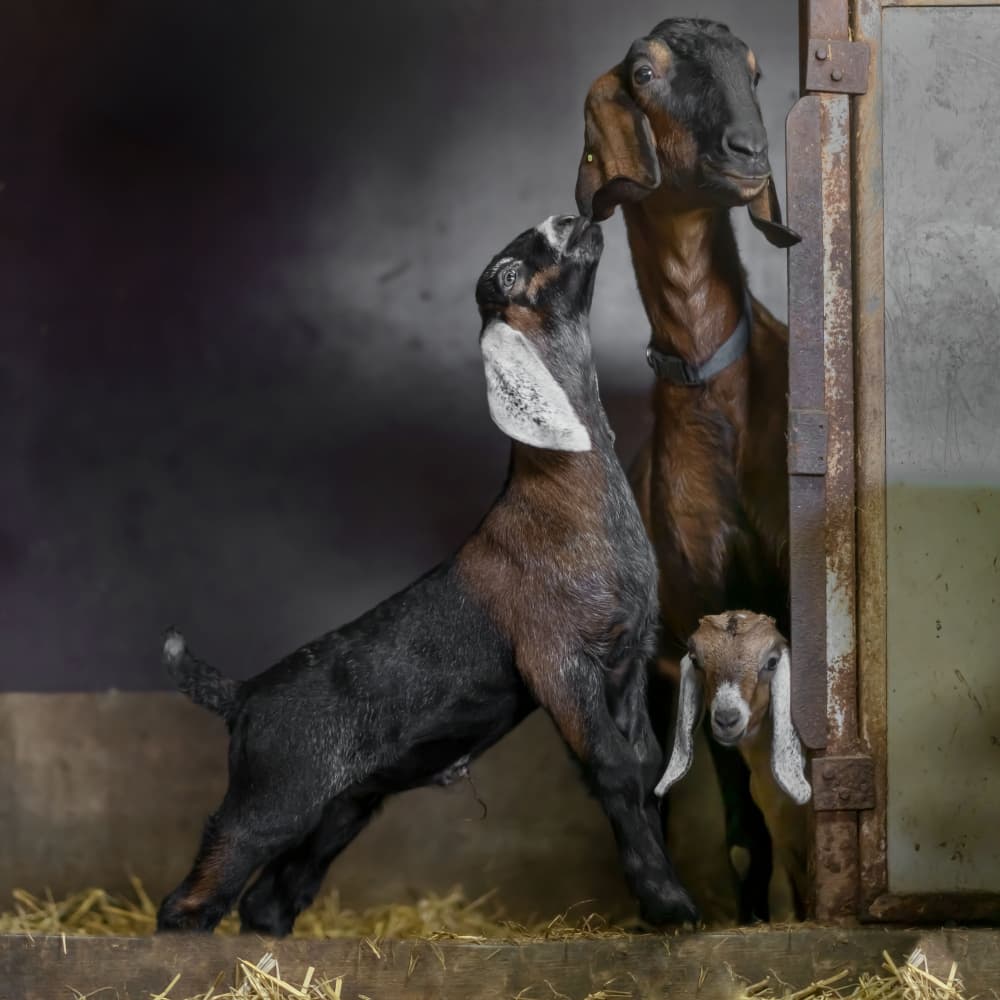 Goat Family Affection by Gert van den Bosch — canvas wall art