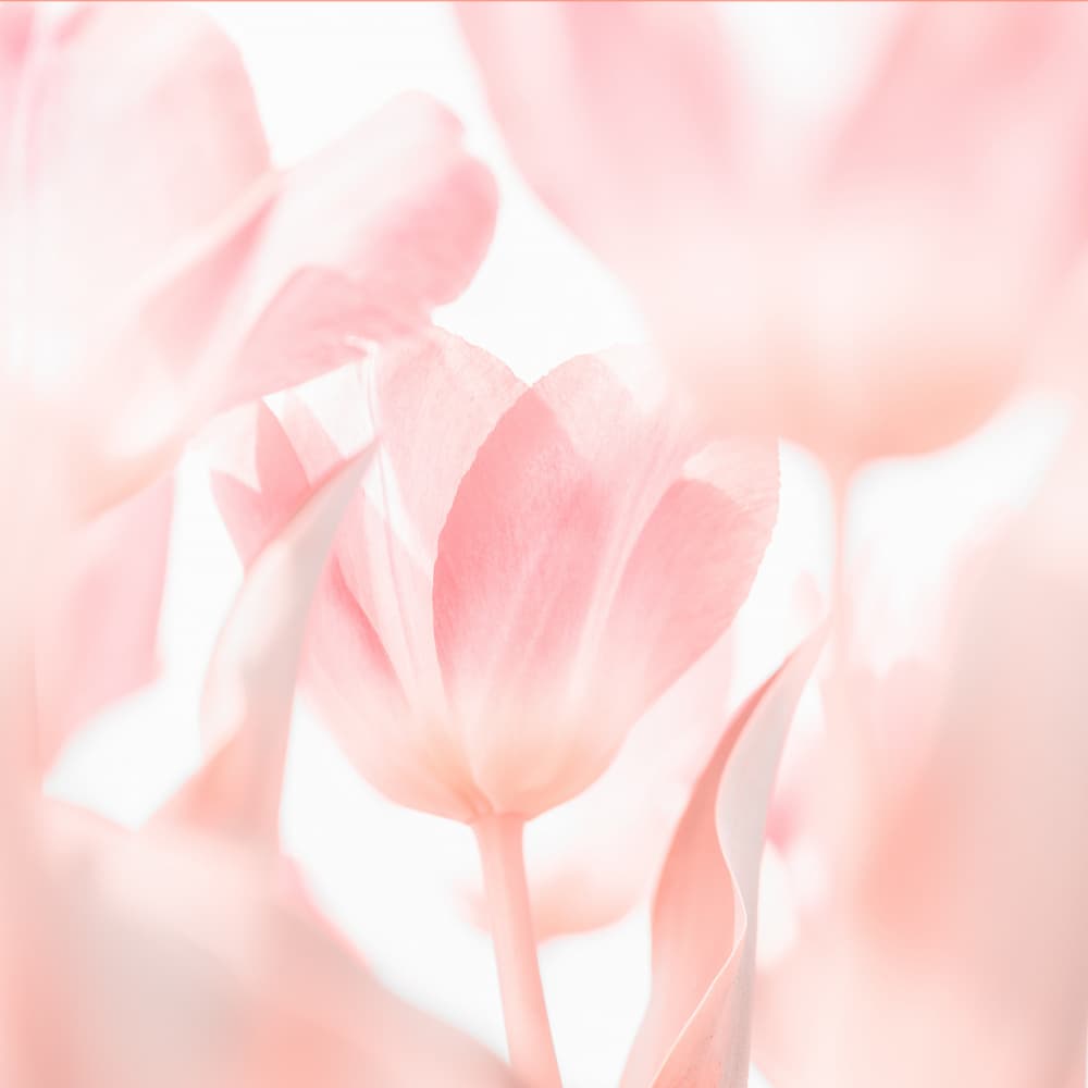 Soft Pink Tulips by brigitte van krimpen — canvas wall art