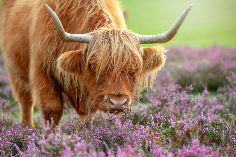 Highland Cow in Heather by Jacky Parker — canvas wall art