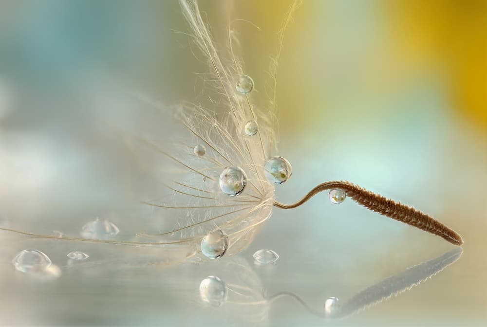 Serene Dandelion Droplets by Rina Barbieri — canvas wall art