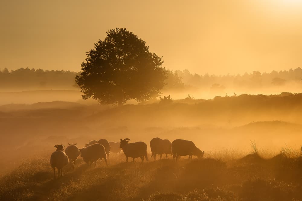 Golden Misty Sheep by Piet Haaksma — canvas wall art