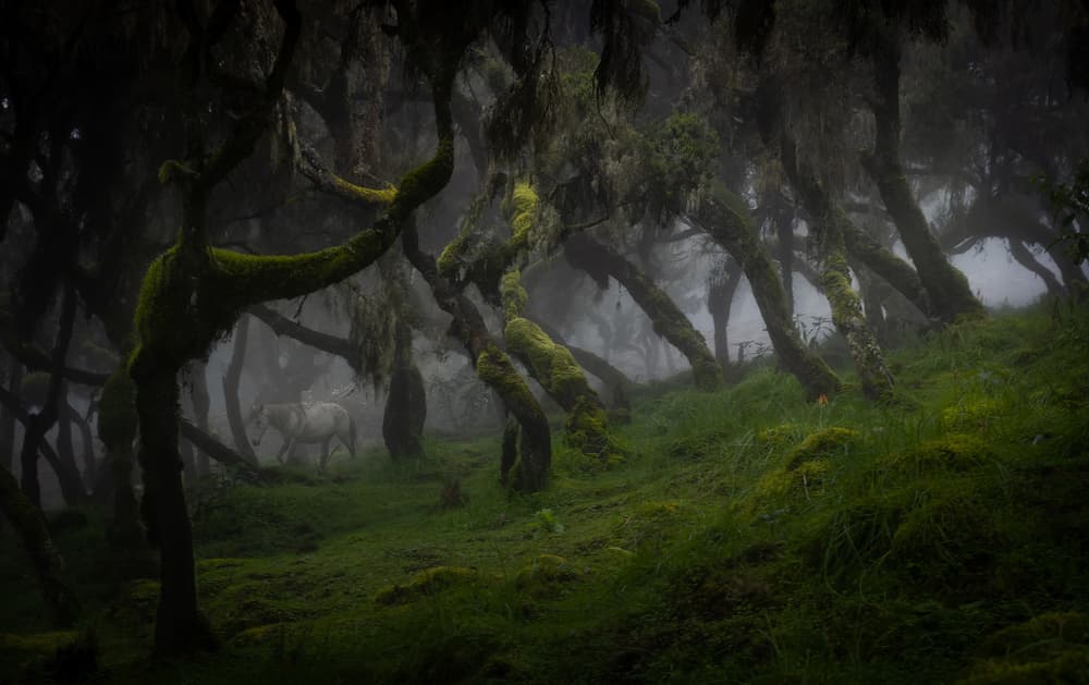 Misty Forest Horse by Roberto Marchegiani — canvas wall art