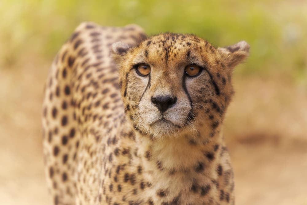 Majestic Cheetah Portrait by Sergio Saavedra Ruiz — canvas wall art