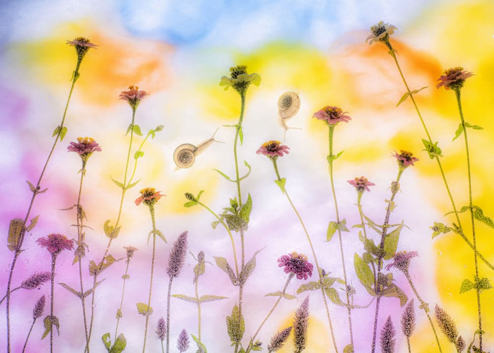 Dreamy Snail Garden by Miharu † — canvas wall art