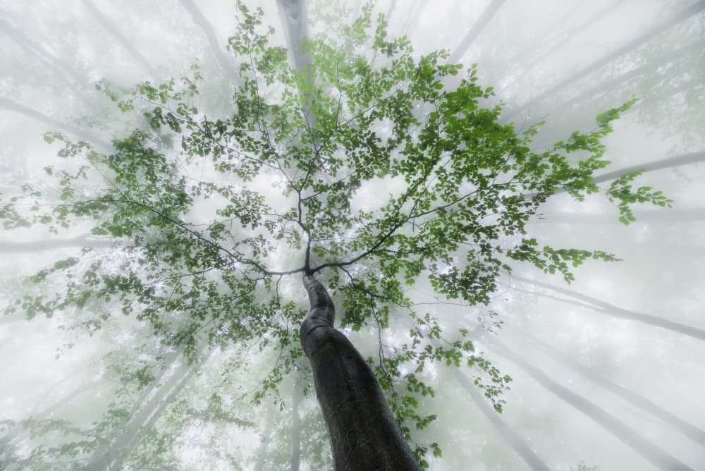 Misty Forest Canopy by Tom Pavlasek — canvas wall art