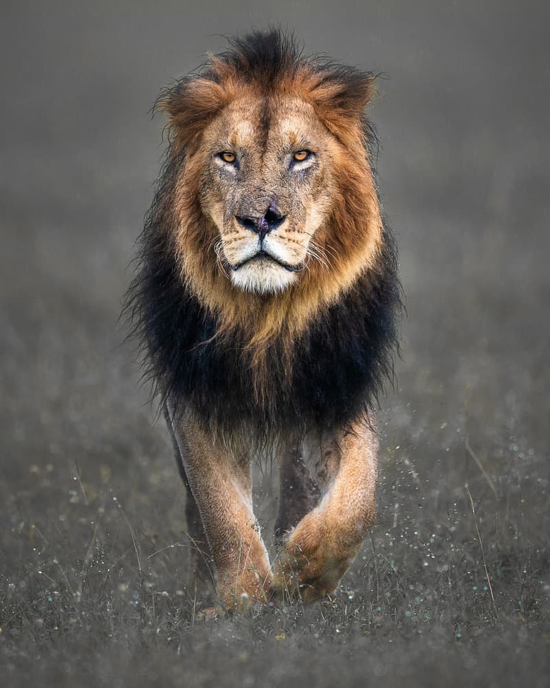 Powerful Lion's Gaze by Ahmed Sobhi — canvas wall art