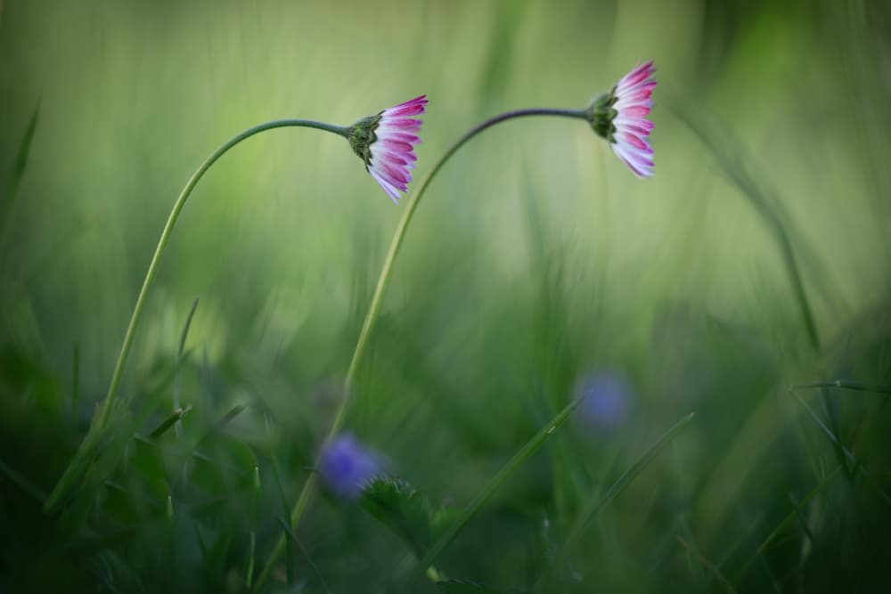 Two Gentle Daisies by Petra Dvorak — canvas wall art