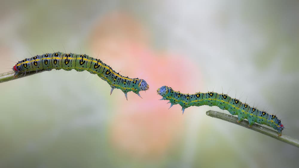 Two Green Caterpillars Interact by Jimmy Hoffman — canvas wall art