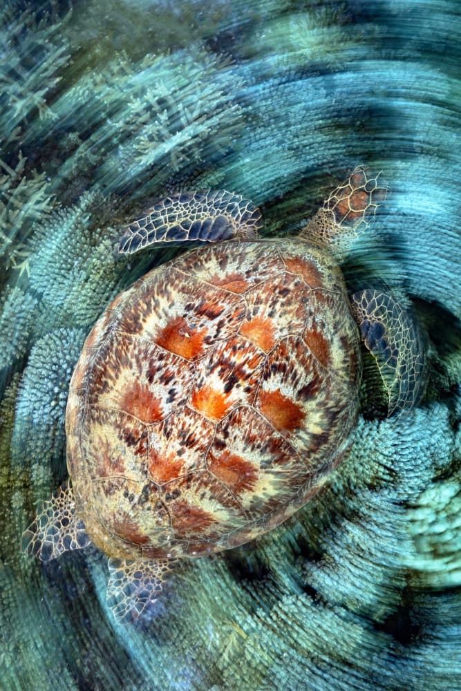 Sea Turtle Over Coral by Serge Melesan — canvas wall art