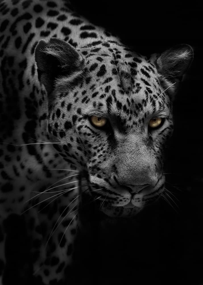 Powerful Feline Gaze by Kaisyakuji Yushi — canvas wall art