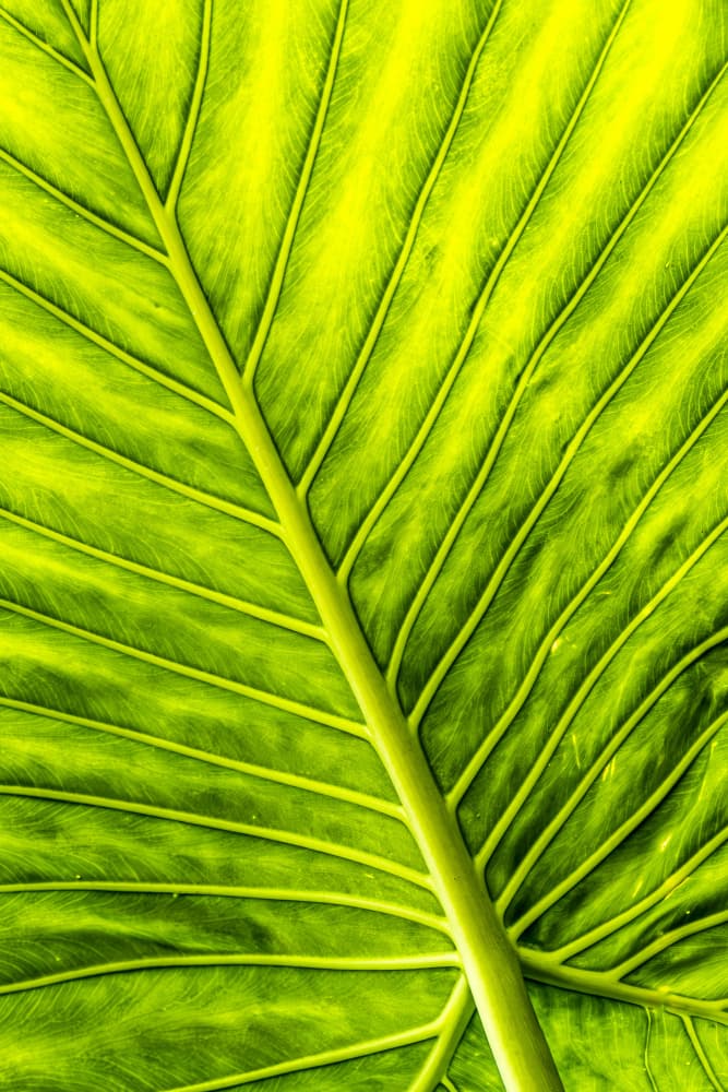 Luminous Green Leaf Veins by Dieter Walther — canvas wall art