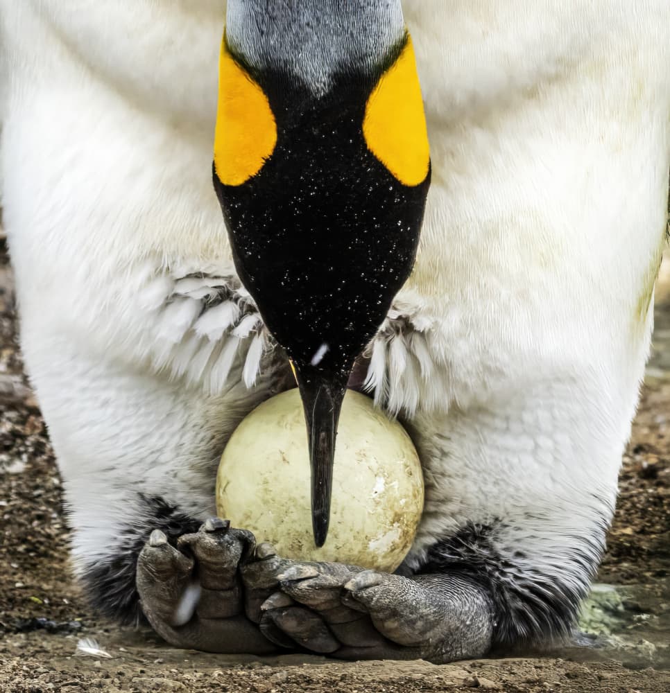 Penguin Incubation Moment by Gary Hu — canvas wall art