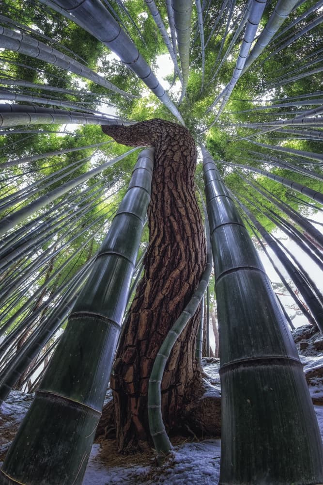 Towering Bamboo Grove by Tiger Seo — canvas wall art