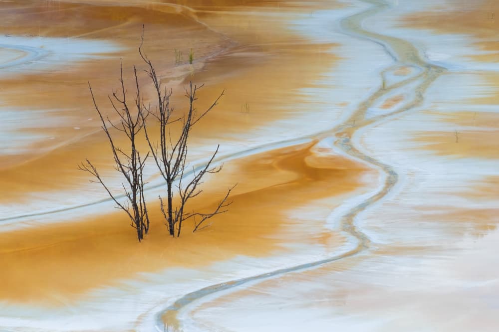 Barren Trees Toxic Landscape by Damian Stopczynski — canvas wall art