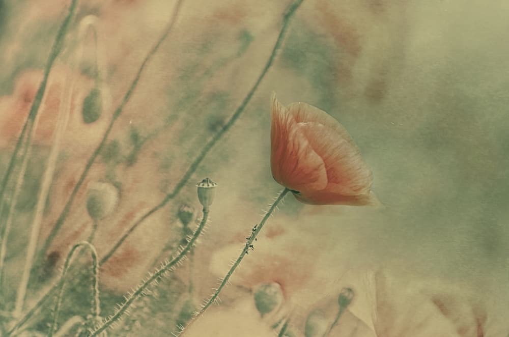Soft Poppy Bloom by Desislava Ignatova — canvas wall art