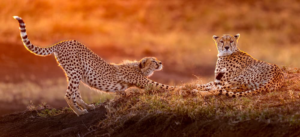 Cheetahs in Golden Light by Hung Tsui — canvas wall art
