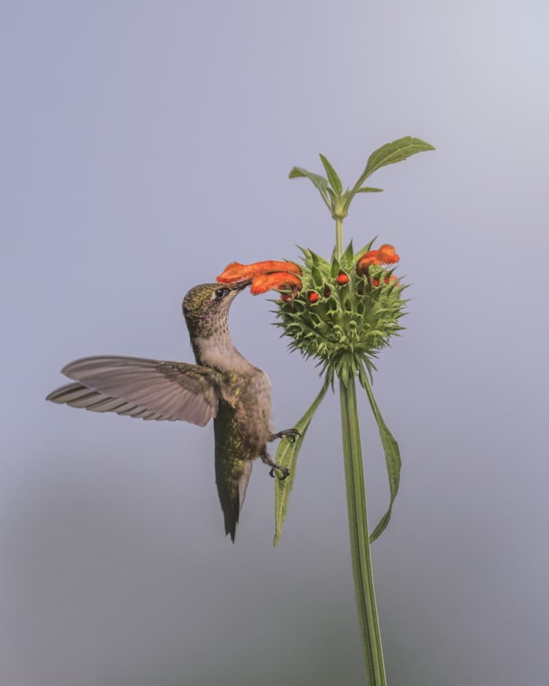 Hummingbird Nectar Sip by Deming W — canvas wall art