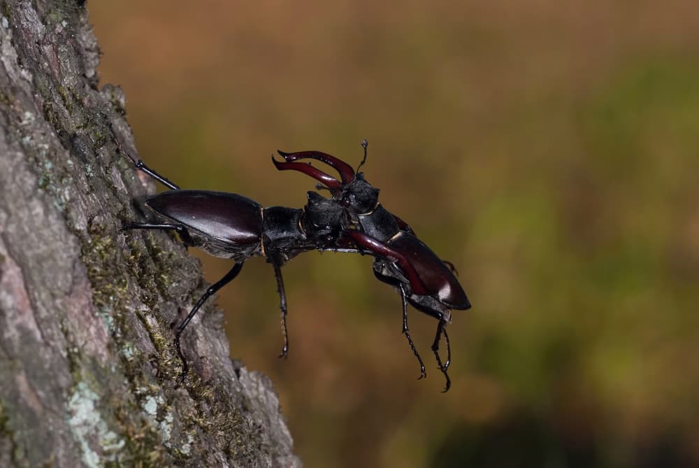 Fighting Stag Beetles by Petr Simon — canvas wall art