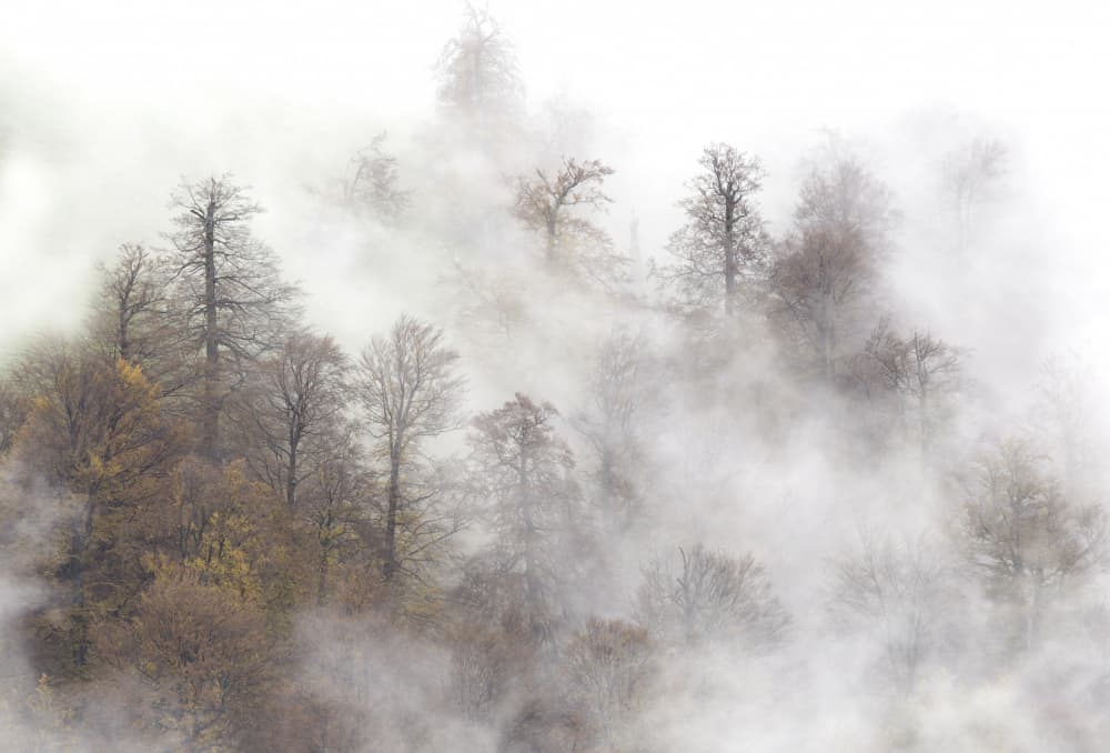 Misty Autumn Forest by Laurentiu Pavel — canvas wall art