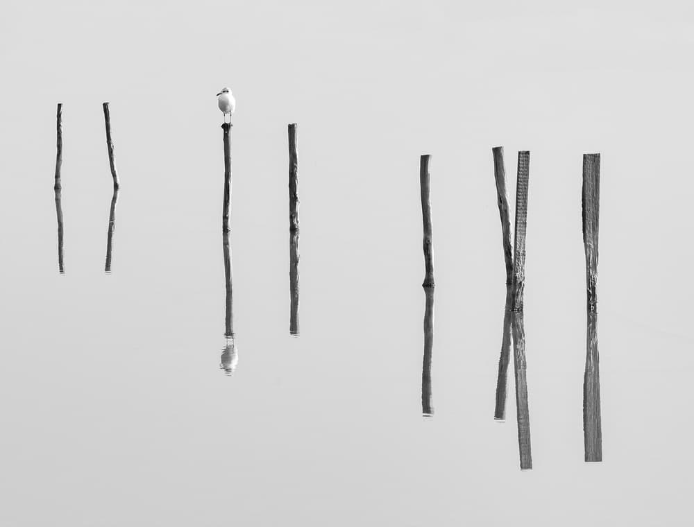 Minimalist Bird Reflection by Zhecho Planinski — canvas wall art