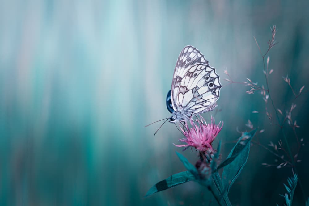 Delicate Butterfly Bloom by Cristiano Giani — canvas wall art