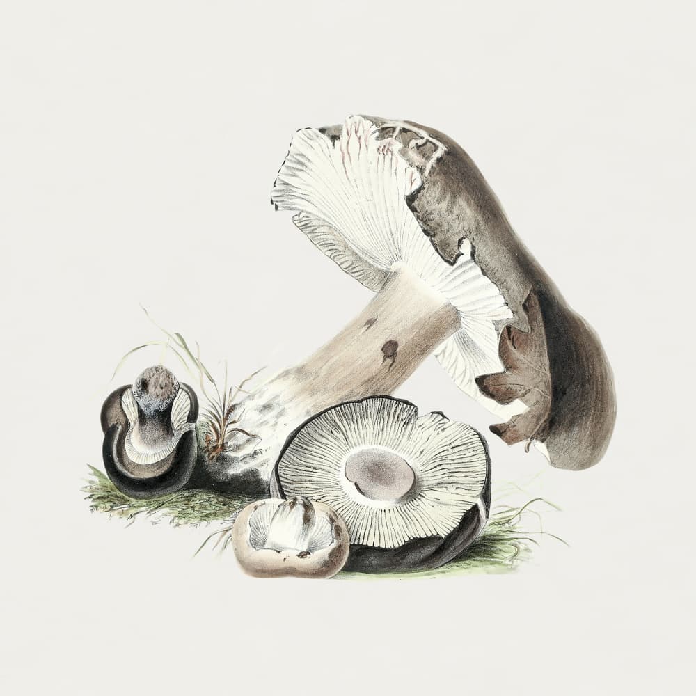 Vintage Agaricus Augustus Mushroom by Biodiversity Heritage Library — canvas wall art