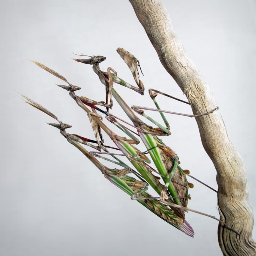 Camouflaged Praying Mantises by Jimmy Hoffman — canvas wall art