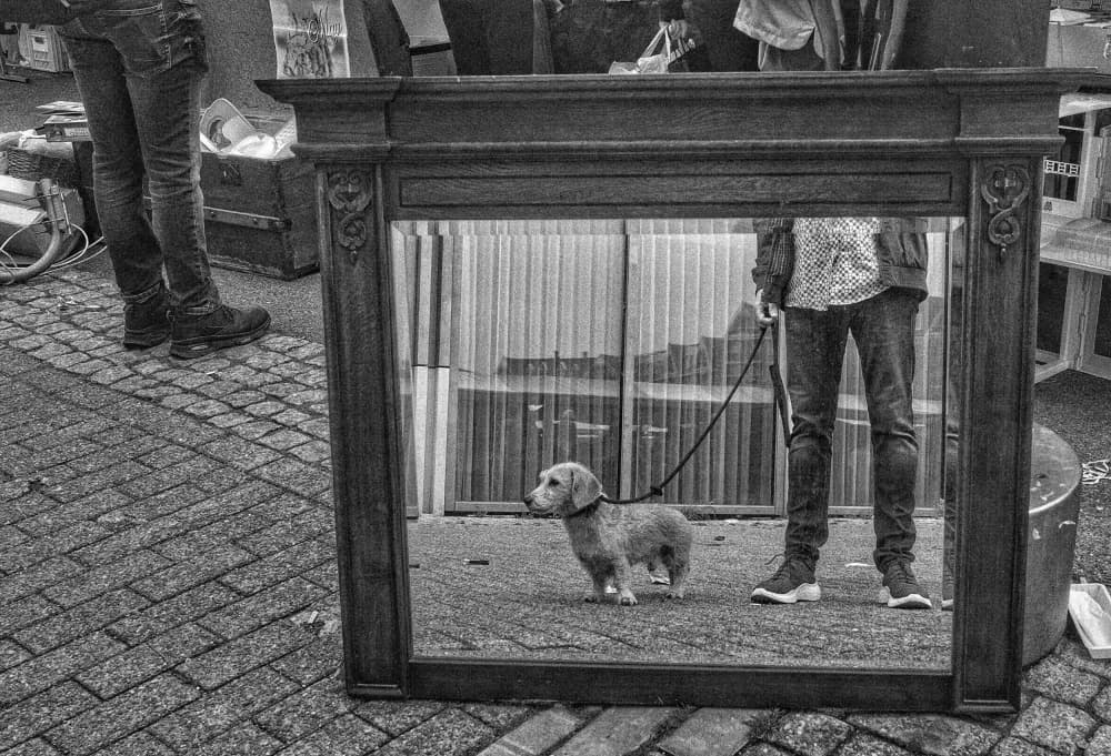 Urban Dog Reflection by Hans Van Dongen — canvas wall art