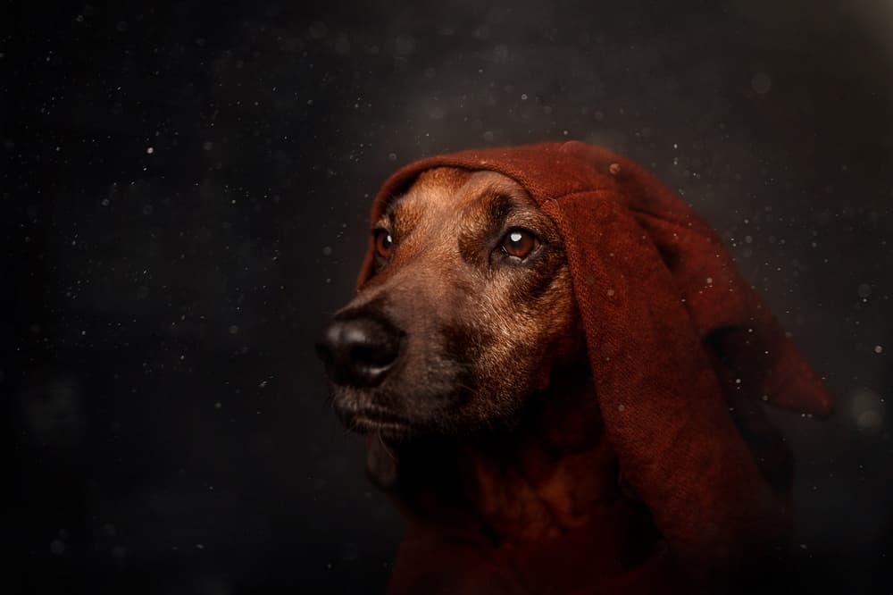 Contemplative Hooded Dog by Heike Willers — canvas wall art