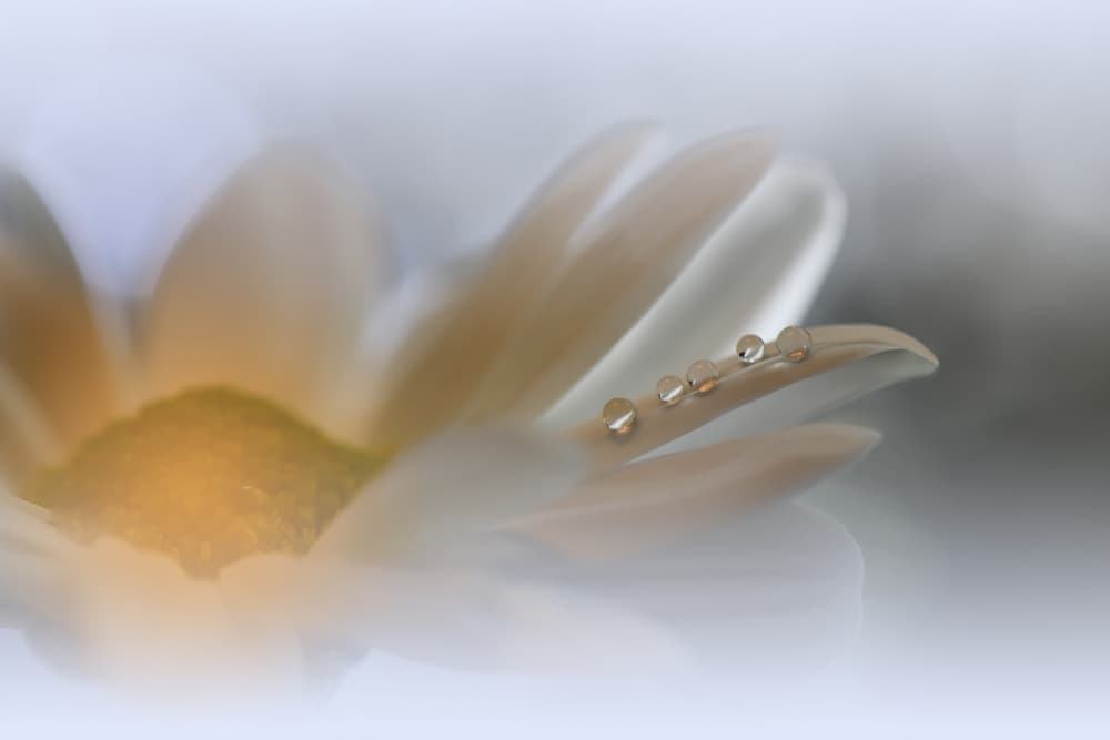 Delicate Flower Drops by Juliana Nan — canvas wall art