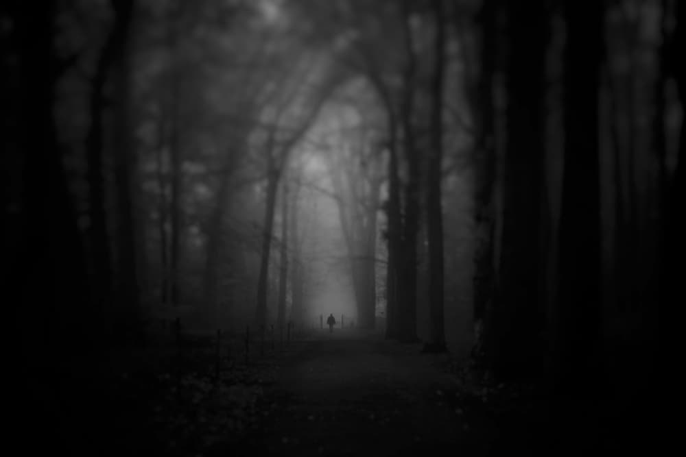 Mysterious Forest Path by Frank Bruynseraede — canvas wall art