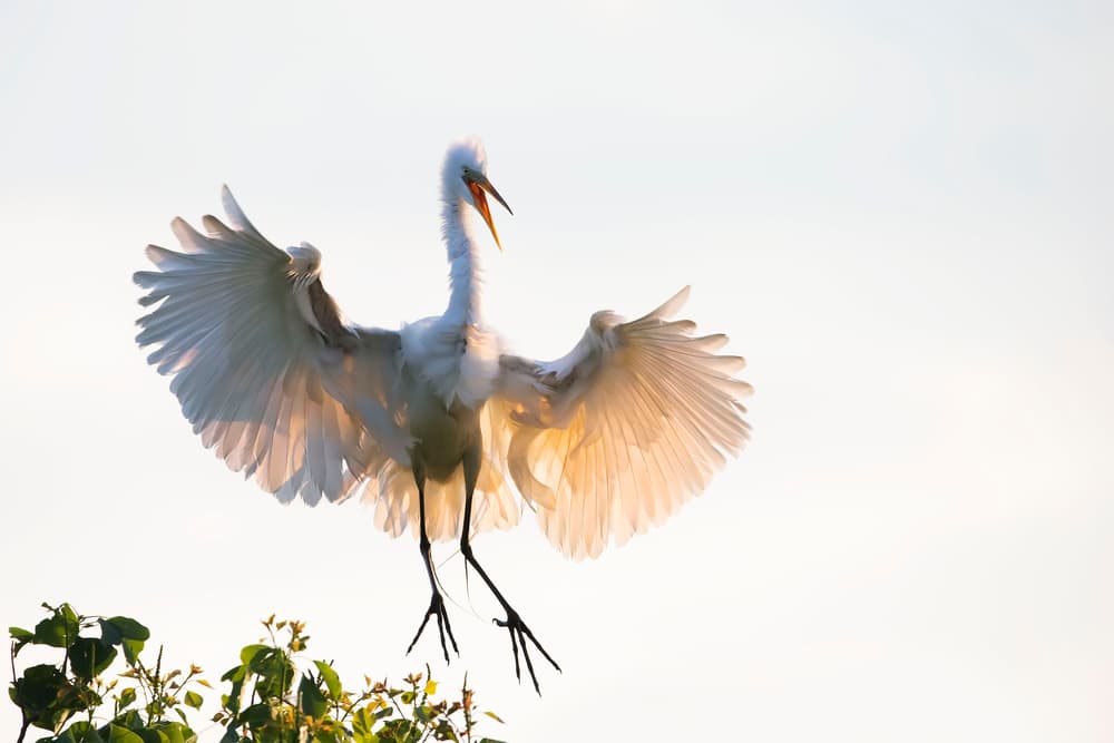 Backlit Egret Landing by Phillip Chang — canvas wall art