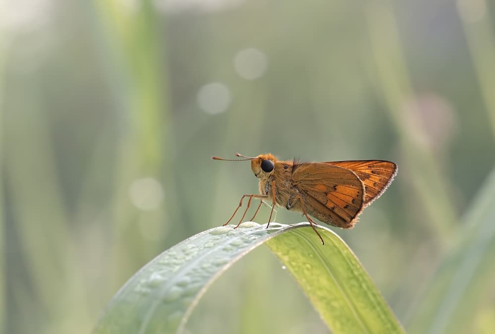 Morning Skipper on Dew by Nunu Rizani — canvas wall art