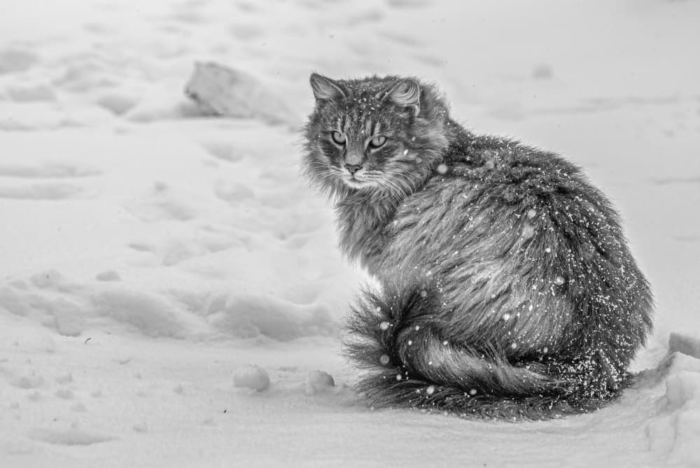 Fluffy Winter Cat by Oana Vasileniuc — canvas wall art