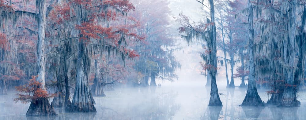 Misty Cypress Swamp by Alex Li — canvas wall art