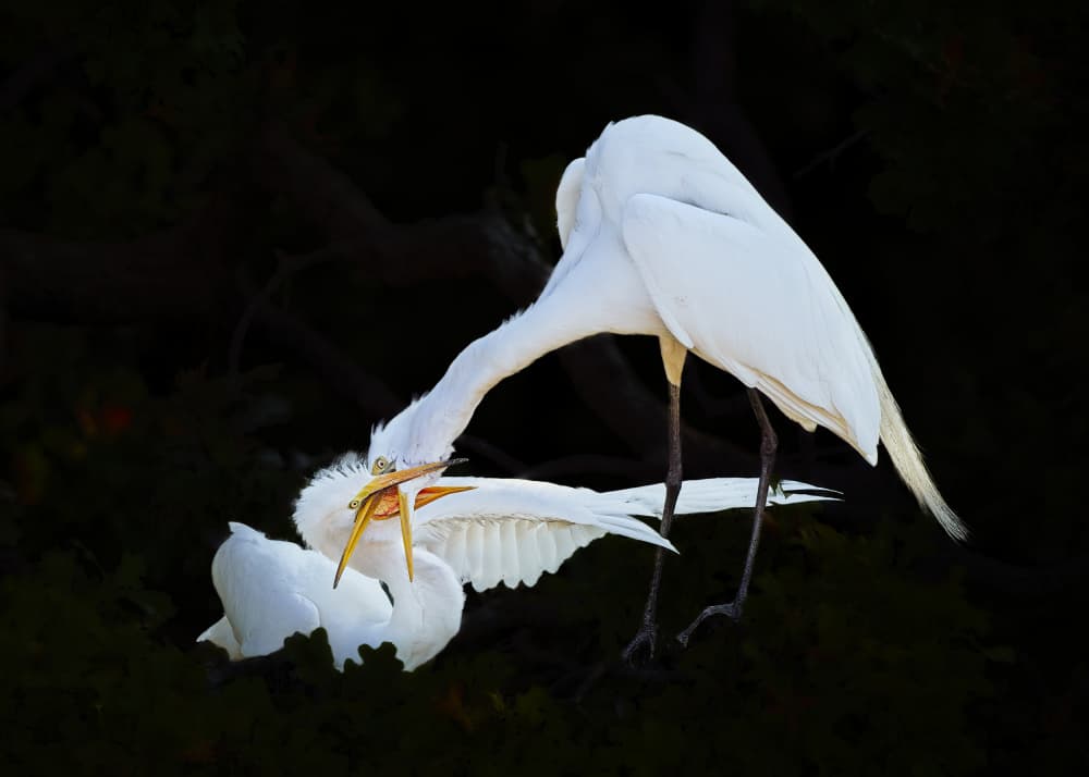 Egret Feeding Moment by Zhijian Wu — canvas wall art