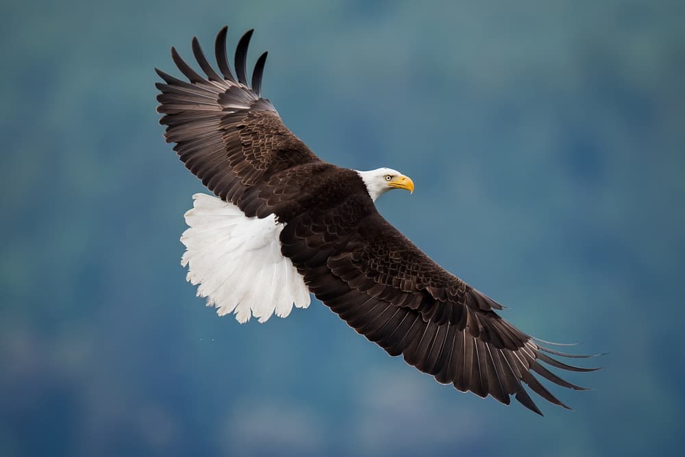 Majestic Eagle Soaring by David H Yang — canvas wall art