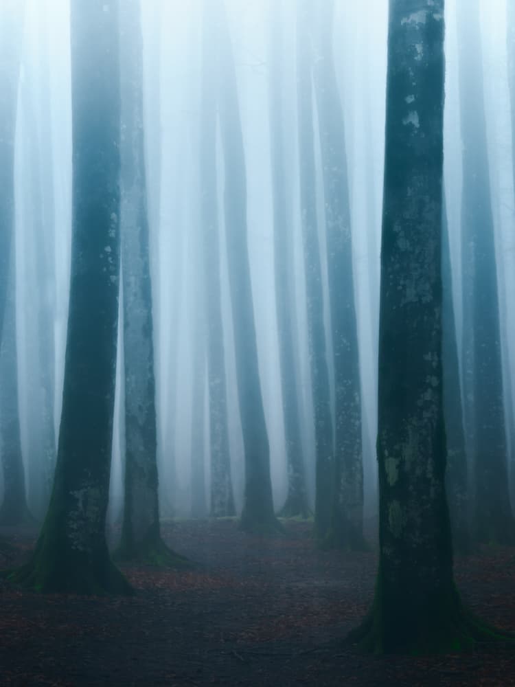 Deep Forest Mist by Majid Behzad — canvas wall art