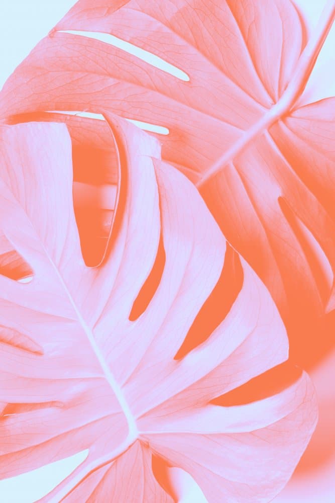 Coral Pink Monstera by Pictufy Studio III — canvas wall art