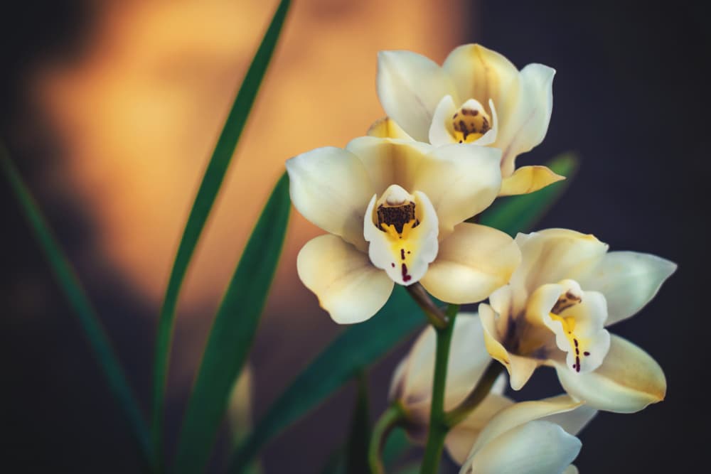 Soft Cream Orchids by Tim Mossholder — canvas wall art