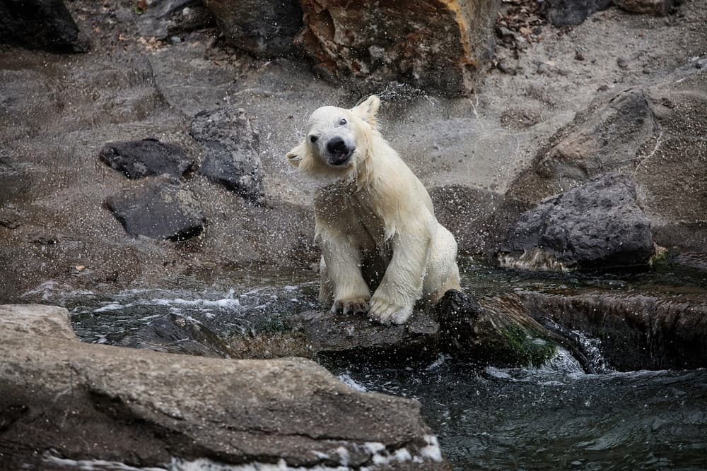 Polar Bear Water Shake by Antje Wenner-Braun — canvas wall art