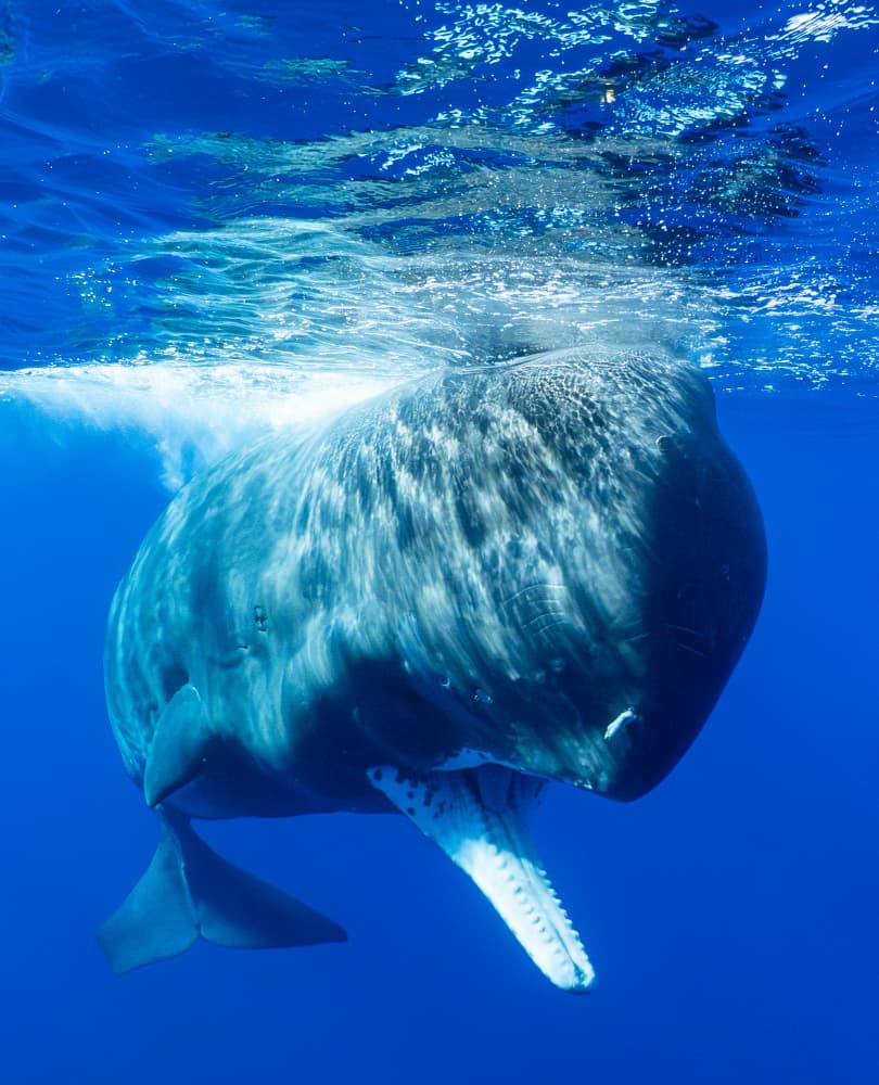Majestic Sperm Whale by KIMIO KOBAYASHI — canvas wall art