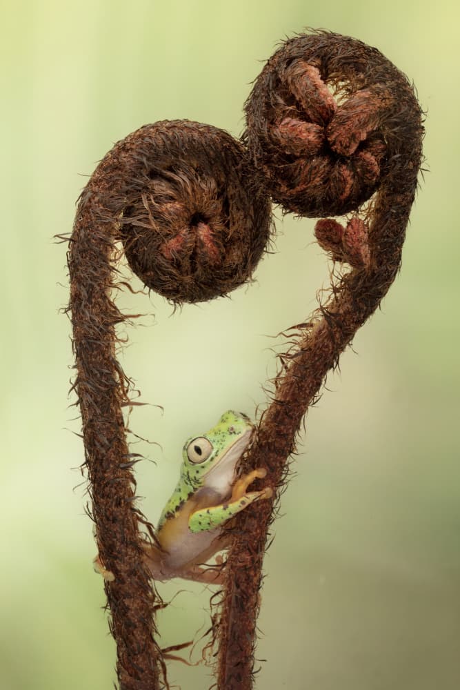 Frog's Fern Heart by Linda D Lester — canvas wall art